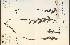  ( - 14595HIM)  @11 [ ] CreativeCommons - Attribution Non-Commercial Share-Alike (2012) University of Guelph, Canada OAC-BIO Herbarium