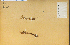  (Orobanche ludoviciana - 14829HIM)  @11 [ ] CreativeCommons - Attribution Non-Commercial Share-Alike (2012) University of Guelph, Canada OAC-BIO Herbarium