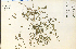  ( - 14859HIM)  @11 [ ] CreativeCommons - Attribution Non-Commercial Share-Alike (2012) University of Guelph, Canada OAC-BIO Herbarium