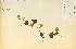  ( - 15284HIM)  @11 [ ] CreativeCommons - Attribution Non-Commercial Share-Alike (2012) University of Guelph, Canada OAC-BIO Herbarium