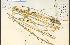 ( - 1492HIM)  @11 [ ] CreativeCommons - Attribution Non-Commercial Share-Alike (2012) University of Guelph, Canada OAC-BIO Herbarium
