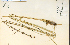  ( - 1517HIM)  @11 [ ] CreativeCommons - Attribution Non-Commercial Share-Alike (2012) University of Guelph, Canada OAC-BIO Herbarium