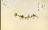  ( - 16351HIM)  @11 [ ] CreativeCommons - Attribution Non-Commercial Share-Alike (2012) University of Guelph, Canada OAC-BIO Herbarium