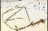 ( - 17819HIM)  @11 [ ] CreativeCommons - Attribution Non-Commercial Share-Alike (2012) University of Guelph, Canada OAC-BIO Herbarium