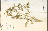  ( - 17849HIM)  @11 [ ] CreativeCommons - Attribution Non-Commercial Share-Alike (2012) University of Guelph, Canada OAC-BIO Herbarium