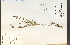  ( - 18263HIM)  @11 [ ] CreativeCommons - Attribution Non-Commercial Share-Alike (2012) University of Guelph, Canada OAC-BIO Herbarium