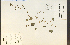 ( - 18270HIM)  @11 [ ] CreativeCommons - Attribution Non-Commercial Share-Alike (2012) University of Guelph, Canada OAC-BIO Herbarium