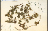  ( - 18437HIM)  @11 [ ] CreativeCommons - Attribution Non-Commercial Share-Alike (2012) University of Guelph, Canada OAC-BIO Herbarium