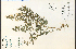  (Hedeoma pulegioides - 18508HIM)  @11 [ ] CreativeCommons - Attribution Non-Commercial Share-Alike (2012) University of Guelph, Canada OAC-BIO Herbarium