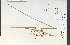  ( - 18650HIM)  @11 [ ] CreativeCommons - Attribution Non-Commercial Share-Alike (2012) University of Guelph, Canada OAC-BIO Herbarium