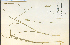  (Carex laevivaginata - 19526HIM)  @11 [ ] CreativeCommons - Attribution Non-Commercial Share-Alike (2012) University of Guelph, Canada OAC-BIO Herbarium