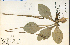  ( - 19900HIM)  @11 [ ] CreativeCommons - Attribution Non-Commercial Share-Alike (2012) University of Guelph, Canada OAC-BIO Herbarium
