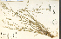  ( - 21587HIM)  @11 [ ] CreativeCommons - Attribution Non-Commercial Share-Alike (2012) University of Guelph, Canada OAC-BIO Herbarium