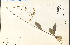  ( - 21824HIM)  @11 [ ] CreativeCommons - Attribution Non-Commercial Share-Alike (2012) University of Guelph, Canada OAC-BIO Herbarium