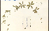  ( - 22521HIM)  @11 [ ] CreativeCommons - Attribution Non-Commercial Share-Alike (2012) University of Guelph, Canada OAC-BIO Herbarium