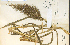  (Echinochloa walteri - 23929HIM)  @11 [ ] CreativeCommons - Attribution Non-Commercial Share-Alike (2012) University of Guelph, Canada OAC-BIO Herbarium
