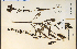  ( - 24139HIM)  @11 [ ] CreativeCommons - Attribution Non-Commercial Share-Alike (2012) University of Guelph, Canada OAC-BIO Herbarium