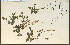  ( - 24866HIM)  @11 [ ] CreativeCommons - Attribution Non-Commercial Share-Alike (2012) University of Guelph, Canada OAC-BIO Herbarium