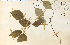  ( - 25453HIM)  @11 [ ] CreativeCommons - Attribution Non-Commercial Share-Alike (2012) University of Guelph, Canada OAC-BIO Herbarium