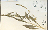  ( - 26492HIM)  @11 [ ] CreativeCommons - Attribution Non-Commercial Share-Alike (2012) University of Guelph, Canada OAC-BIO Herbarium