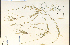 ( - 26627HIM)  @11 [ ] CreativeCommons - Attribution Non-Commercial Share-Alike (2012) University of Guelph, Canada OAC-BIO Herbarium