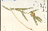  ( - 26829HIM)  @11 [ ] CreativeCommons - Attribution Non-Commercial Share-Alike (2012) University of Guelph, Canada OAC-BIO Herbarium