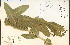  (Asclepias sullivantii - 28247HIM)  @13 [ ] CreativeCommons - Attribution Non-Commercial Share-Alike (2012) University of Guelph, Canada OAC-BIO Herbarium