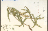  ( - 28252HIM)  @11 [ ] CreativeCommons - Attribution Non-Commercial Share-Alike (2012) University of Guelph, Canada OAC-BIO Herbarium