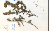  ( - 28457HIM)  @11 [ ] CreativeCommons - Attribution Non-Commercial Share-Alike (2012) University of Guelph, Canada OAC-BIO Herbarium