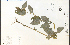  ( - 28492HIM)  @11 [ ] CreativeCommons - Attribution Non-Commercial Share-Alike (2012) University of Guelph, Canada OAC-BIO Herbarium