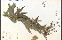  ( - 28734HIM)  @11 [ ] CreativeCommons - Attribution Non-Commercial Share-Alike (2012) University of Guelph, Canada OAC-BIO Herbarium