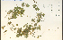  ( - 29242HIM)  @11 [ ] CreativeCommons - Attribution Non-Commercial Share-Alike (2012) University of Guelph, Canada OAC-BIO Herbarium