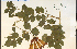  ( - 29439HIM)  @11 [ ] CreativeCommons - Attribution Non-Commercial Share-Alike (2012) University of Guelph, Canada OAC-BIO Herbarium