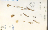  ( - 30756HIM)  @11 [ ] CreativeCommons - Attribution Non-Commercial Share-Alike (2012) University of Guelph, Canada OAC-BIO Herbarium
