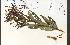  ( - 31960HIM)  @11 [ ] CreativeCommons - Attribution Non-Commercial Share-Alike (2012) University of Guelph, Canada OAC-BIO Herbarium