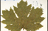  ( - 32626HIM)  @11 [ ] CreativeCommons - Attribution Non-Commercial Share-Alike (2012) University of Guelph, Canada OAC-BIO Herbarium