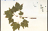  ( - 32627HIM)  @11 [ ] CreativeCommons - Attribution Non-Commercial Share-Alike (2012) University of Guelph, Canada OAC-BIO Herbarium