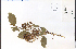  ( - 32629HIM)  @11 [ ] CreativeCommons - Attribution Non-Commercial Share-Alike (2012) University of Guelph, Canada OAC-BIO Herbarium