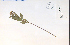  ( - 32763HIM)  @11 [ ] CreativeCommons - Attribution Non-Commercial Share-Alike (2012) University of Guelph, Canada OAC-BIO Herbarium