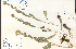  ( - 33270HIM)  @11 [ ] CreativeCommons - Attribution Non-Commercial Share-Alike (2012) University of Guelph, Canada OAC-BIO Herbarium