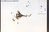  ( - 33515HIM)  @11 [ ] CreativeCommons - Attribution Non-Commercial Share-Alike (2012) University of Guelph, Canada OAC-BIO Herbarium