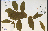  ( - 35167HIM)  @11 [ ] CreativeCommons - Attribution Non-Commercial Share-Alike (2012) University of Guelph, Canada OAC-BIO Herbarium