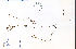  (Proserpinaca palustris - 35189HIM)  @11 [ ] CreativeCommons - Attribution Non-Commercial Share-Alike (2012) University of Guelph, Canada OAC-BIO Herbarium