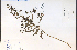  (Aureolaria pedicularia - 35267HIM)  @11 [ ] CreativeCommons - Attribution Non-Commercial Share-Alike (2012) University of Guelph, Canada OAC-BIO Herbarium