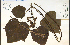  ( - 37253HIM)  @11 [ ] CreativeCommons - Attribution Non-Commercial Share-Alike (2012) University of Guelph, Canada OAC-BIO Herbarium