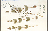  ( - 37930HIM)  @11 [ ] CreativeCommons - Attribution Non-Commercial Share-Alike (2012) University of Guelph, Canada OAC-BIO Herbarium