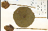  ( - 38108HIM)  @11 [ ] CreativeCommons - Attribution Non-Commercial Share-Alike (2012) University of Guelph, Canada OAC-BIO Herbarium