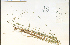  ( - 38646HIM)  @11 [ ] CreativeCommons - Attribution Non-Commercial Share-Alike (2012) University of Guelph, Canada OAC-BIO Herbarium