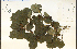  ( - 39536HIM)  @11 [ ] CreativeCommons - Attribution Non-Commercial Share-Alike (2012) University of Guelph, Canada OAC-BIO Herbarium