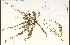  ( - 41218HIM)  @11 [ ] CreativeCommons - Attribution Non-Commercial Share-Alike (2012) University of Guelph, Canada OAC-BIO Herbarium